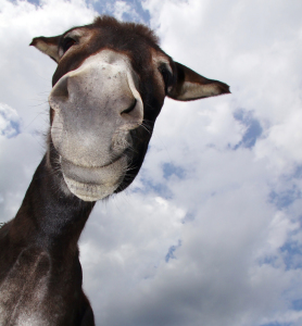 Picture no: 9307685 Esel Created by: claudia otte