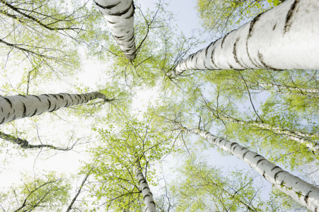 Picture no: 9624338 Frühlingsbirken 1 Created by: danielschoenen