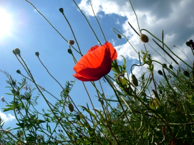 Picture no: 9668954 Sommerwind Created by: youhaveadream