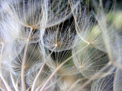 Picture no: 9703478 Samenwölkchen Created by: Renate Knapp