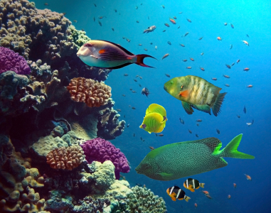 Picture no: 9836554 Neulich am Riff ... Created by: Tina Melz