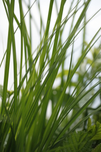 Picture no: 10077003 Grashalme Created by: Renate Knapp