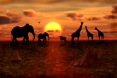 Picture no: 10463336 In Afrika geht die Sonne unter  Created by: teddynash