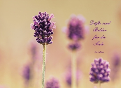 Picture no: 10553769 Der Duft des Lavendels Created by: youhaveadream