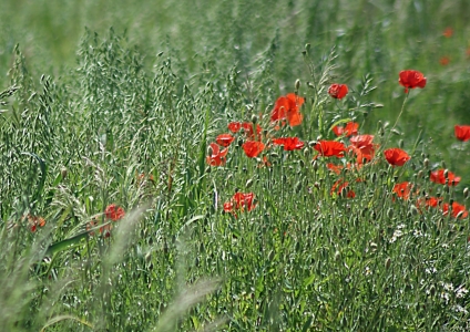 Picture no: 10558127 Summerwind Created by: youhaveadream