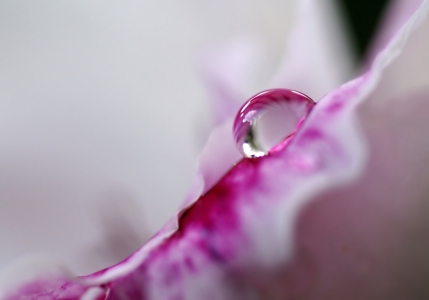 Picture no: 10671460 Blütenkante Created by: youhaveadream