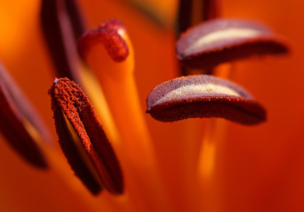 Picture no: 10683118 Blütenspiel Created by: youhaveadream