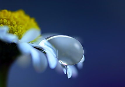 Picture no: 10722555 Daisy Created by: youhaveadream