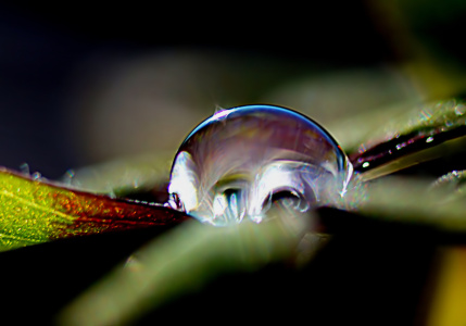 Picture no: 10804629 Octopus Created by: youhaveadream