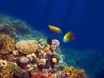 Picture no: 10829707 Papageienfische am Riff Created by: Tina Melz