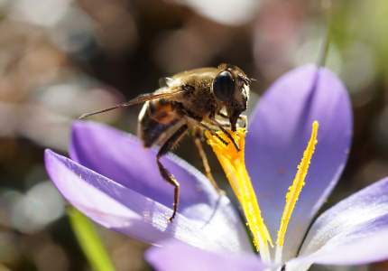 Picture no: 10862700 Krokusdrink Created by: youhaveadream