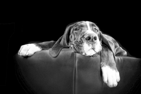 Picture no: 10922491 Doggen Baby Created by: Nicole-Hollenstein