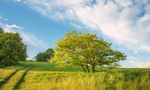 Picture no: 10937945 Sommerabend auf dem Land Created by: ReichderNatur