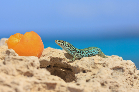 Picture no: 10946795 Leo  mit Aprikose Created by: nicoleblick