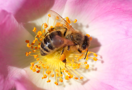 Picture no: 10949003 Honey Created by: youhaveadream