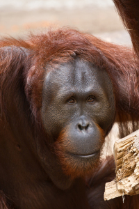 Picture no: 10986332 Orang Utan Created by: KaDeKb