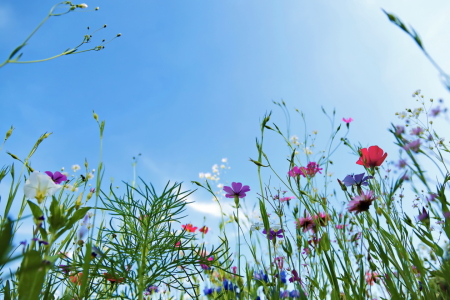 Picture no: 10992566 Blumenwiese Created by: fotoping