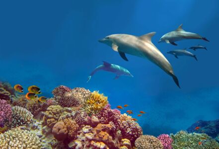 Picture no: 11047625 Dolphin House Created by: Tina Melz