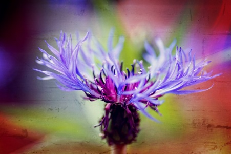 Picture no: 11194838 Blütentanz Created by: youhaveadream