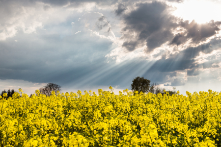 Picture no: 11241612 Rapsfeld Created by: Kay Hecker