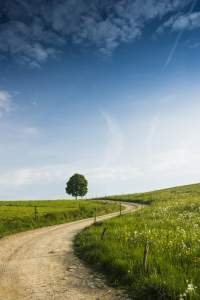 Picture no: 11262148 Baum und Weg Created by: danielschoenen