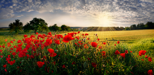 Picture no: 11292986 Mohn im Abendlicht Created by: Michael  Rucker
