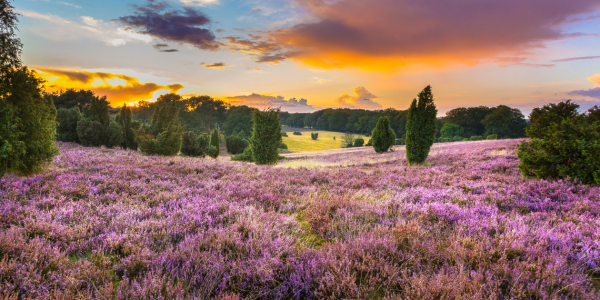 Picture no: 11335475 Heideblüte Created by: Photosynthese