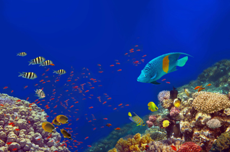 Picture no: 11457732 The Red Sea Created by: Tina Melz