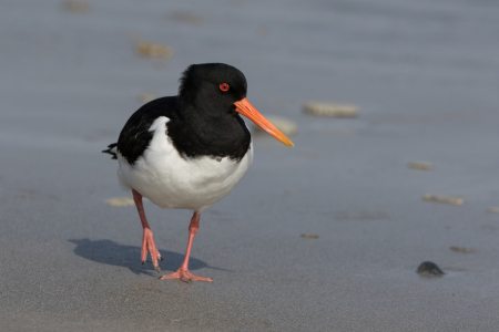 Picture no: 11494039 Austernfischer Created by: TDDH