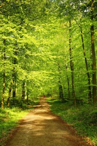 Picture no: 11495965 WaldFahrt Created by: Ursula Reins