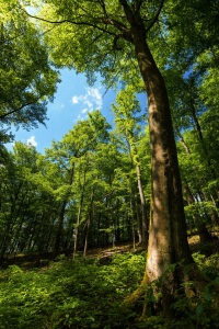 Picture no: 11500870 Frühlingswald Created by: Reiner Würz