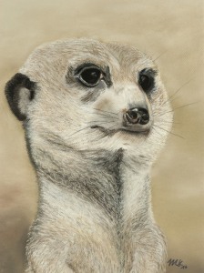 Picture no: 11559184 Erdmännchen Emil Created by: MoNoir