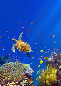 Picture no: 11559970 Sealife Hochformat Created by: Tina Melz