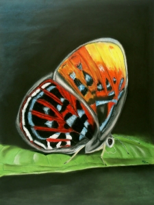 Picture no: 11564614 Mariposa Created by: MoNoir
