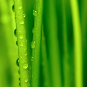 Picture no: 11607471 Tropfen Created by: Atteloi