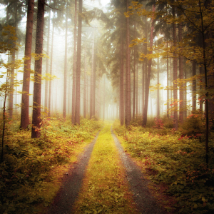 Picture no: 11640736 Herbstpoesie Created by: r3novatio