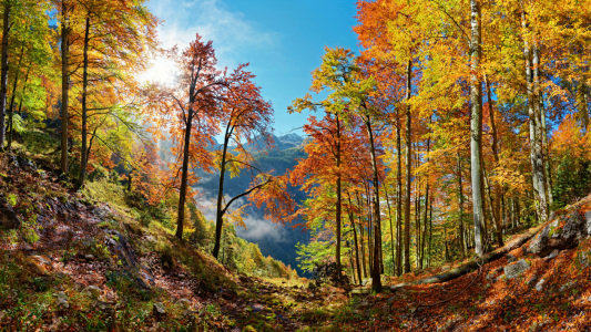 Picture no: 11653046 Leuchtender Bergwald Created by: Michael  Rucker