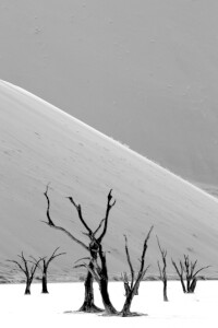 Picture no: 11696860 Dead Vlei in Schwarz-Weiß Created by: Nicola Furkert