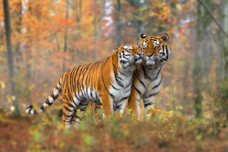 Picture no: 11705700 Schmusekatzen Created by: Henry