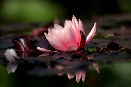 Picture no: 11817089 Rosa Seerose Created by: MoNoir