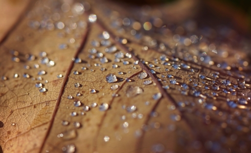 Picture no: 11842661 Morgenblatt Created by: youhaveadream