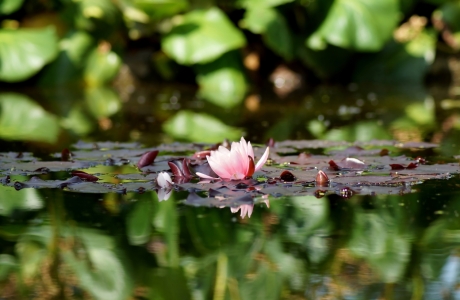 Picture no: 11856222 Seerosenteich Created by: MoNoir