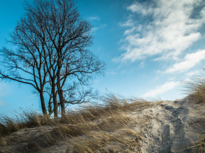 Picture no: 11866518 Spur im Strand Created by: luxpediation