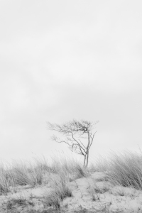 Picture no: 11873365 Baum am Weststrand im Darss Created by: luxpediation