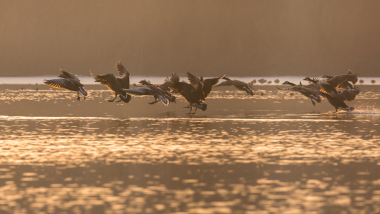 Picture no: 11884103 Wildgänse am See Created by: luxpediation