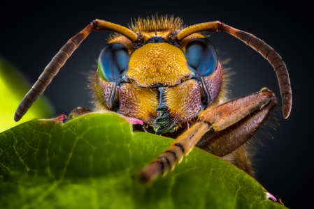 Picture no: 11915645  Vespa crabro - Hornisse  Created by: Richard-Young