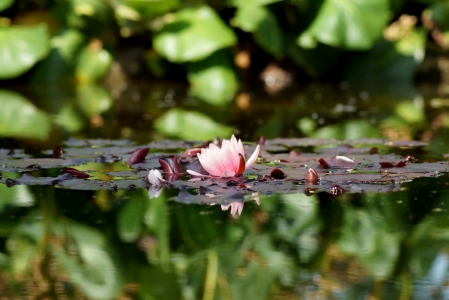 Picture no: 11916958 Seerosenteich Created by: MoNoir