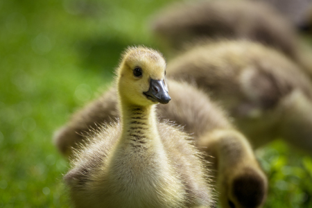 Picture no: 11919055 Gänseküken Created by: luxpediation