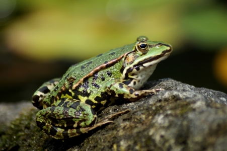 Picture no: 11930550 No Kiss no Prince Created by: MoNoir