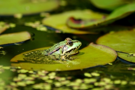 Picture no: 11930958 Ruhepause auf einem Seerosenblatt Created by: MoNoir